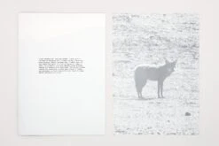 Daniel Gustav Cramer - Fox & Coyote -Yvon Lambert Soldes DanielGustavCramer Fox Coyote 13