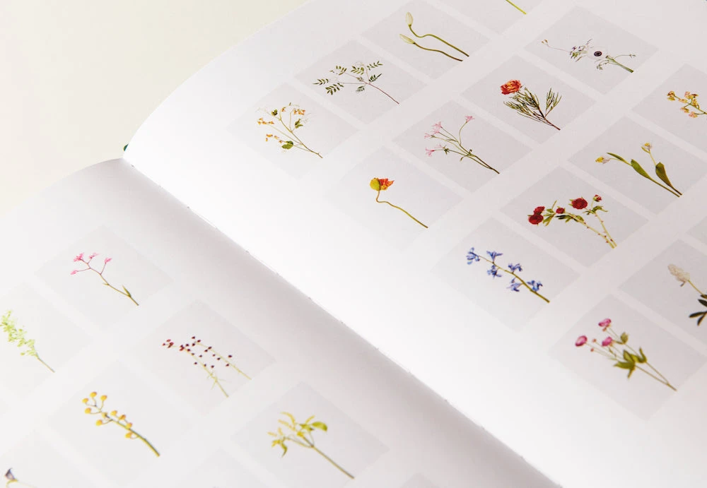 Julie Vallon - Flora Synthetica 5 Julie Vallon - Flora Synthetica – Image 3